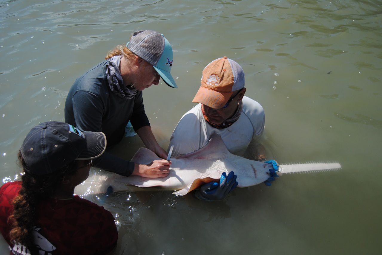 Tagging smalltooth sawfish Florida Everglades.